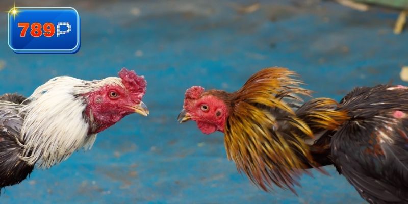 Khám phá đá gà thomo 67 dành cho bạn