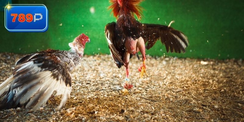 Trải nghiệm về xem đá gà Peru trực tiếp